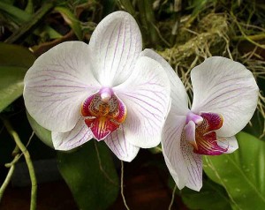 fertilize orchids